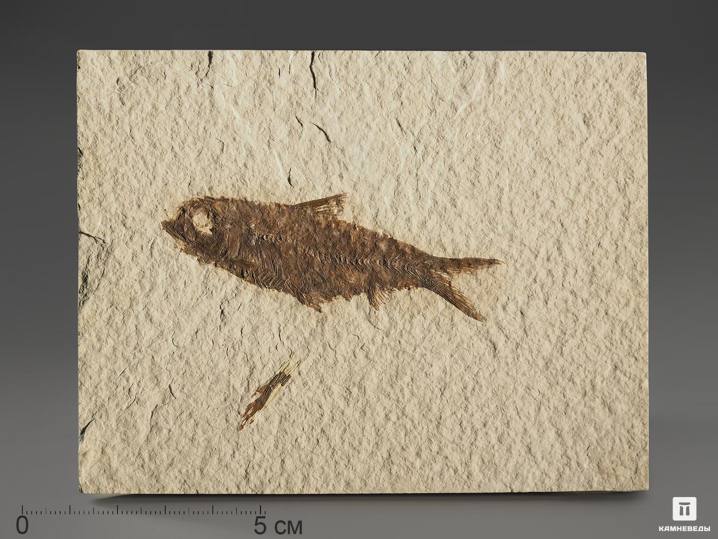 Рыба Knightia sp., 12,3х9,6х0,9 см, 9926, фото 1