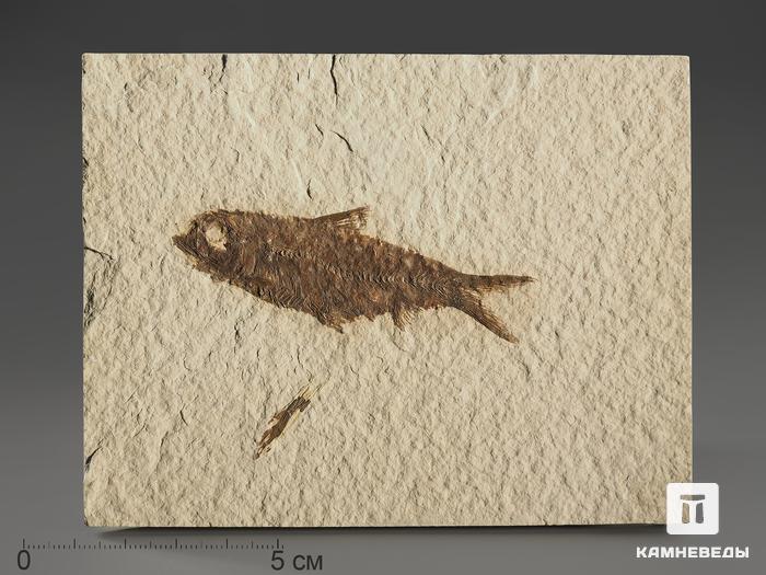 Рыба Knightia sp., 12,3х9,6х0,9 см, 9926, фото 1