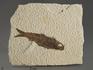 Рыбы Knightia sp., 13,5х11,1х0,9 см, 8-41/5, фото 1