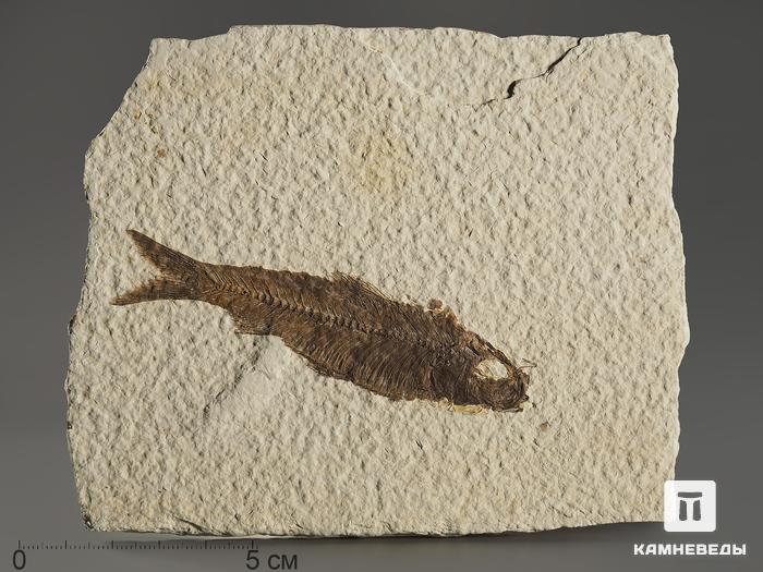 Рыбы Knightia sp., 13,5х11,1х0,9 см, 8-41/5, фото 1