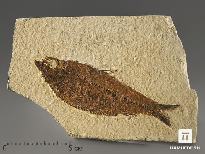 Рыба Knightia sp., 15,5х10,2х1,8 см, 9936, фото 1