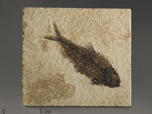 Рыбы. Рыба Knightia sp., 15х13,6х0,7 см