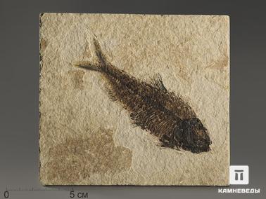 Рыбы. Рыба Knightia sp., 15х13,6х0,7 см