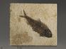 Рыба Knightia sp., 15х13,6х0,7 см, 9937, фото 1