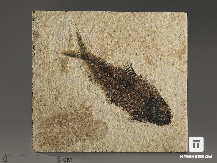 Рыба Knightia sp., 15х13,6х0,7 см, 9937, фото 1