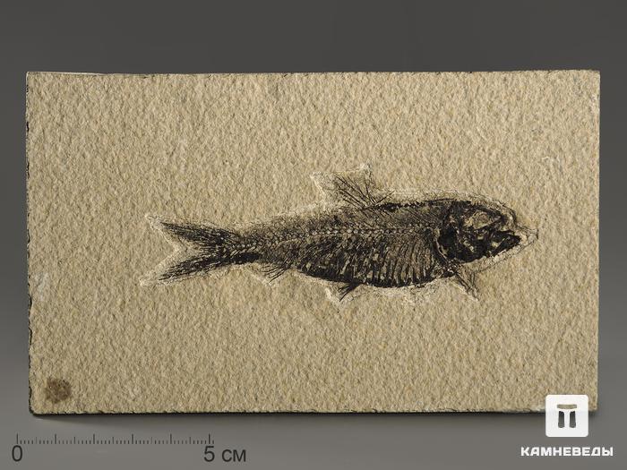 Рыба Knightia sp., 15,1х9,1х0,7 см, 9930, фото 1