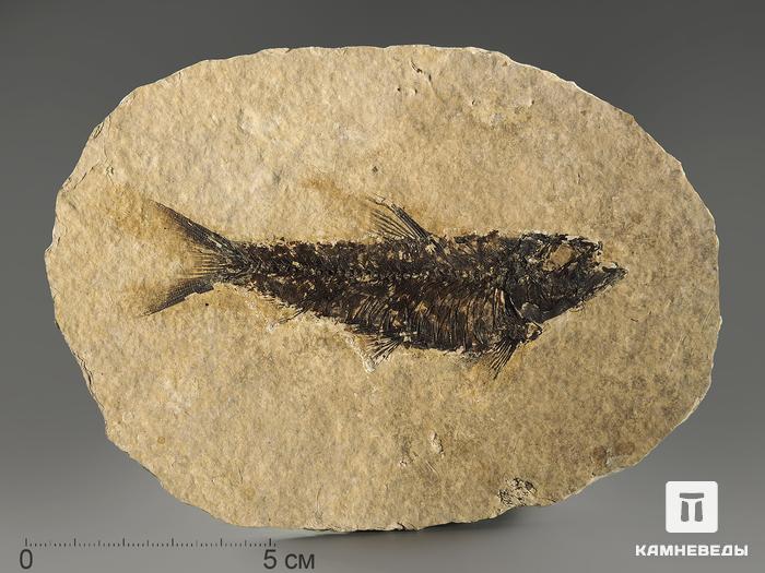 Рыба Knightia sp., 14,4х10,4х0,5 см, 9934, фото 1