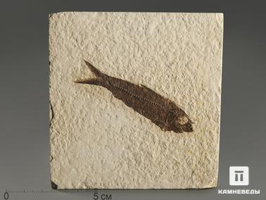 Рыбы. Рыба Knightia sp., 9,9х9,6х1,2 см