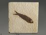 Рыба Knightia sp., 9,9х9,6х1,2 см, 9928, фото 1