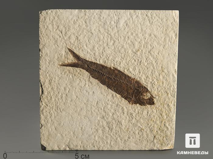 Рыба Knightia sp., 9,9х9,6х1,2 см, 9928, фото 1