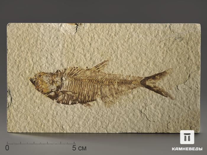 Рыба Diplomystus sp., 14,4х8,2х1,1 см, 9923, фото 1
