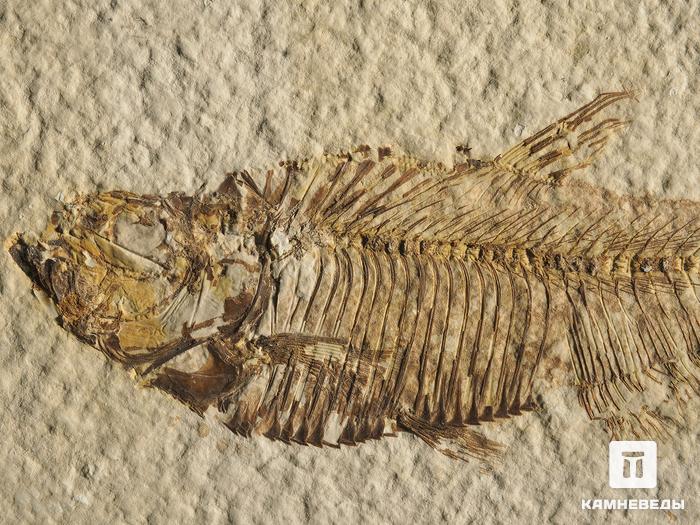 Рыба Diplomystus sp., 14,4х8,2х1,1 см, 9923, фото 2