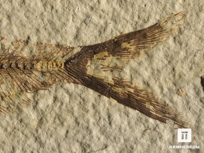 Рыба Diplomystus sp., 14,4х8,2х1,1 см, 9923, фото 3
