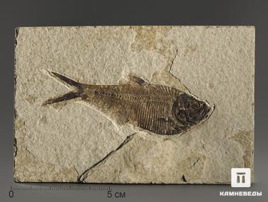 Рыбы. Рыба Diplomystus sp., 11,7х7,7х1,5 см