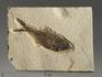 Рыба Diplomystus sp., 10,2х7,8х1,1 см, 8-41/4, фото 1