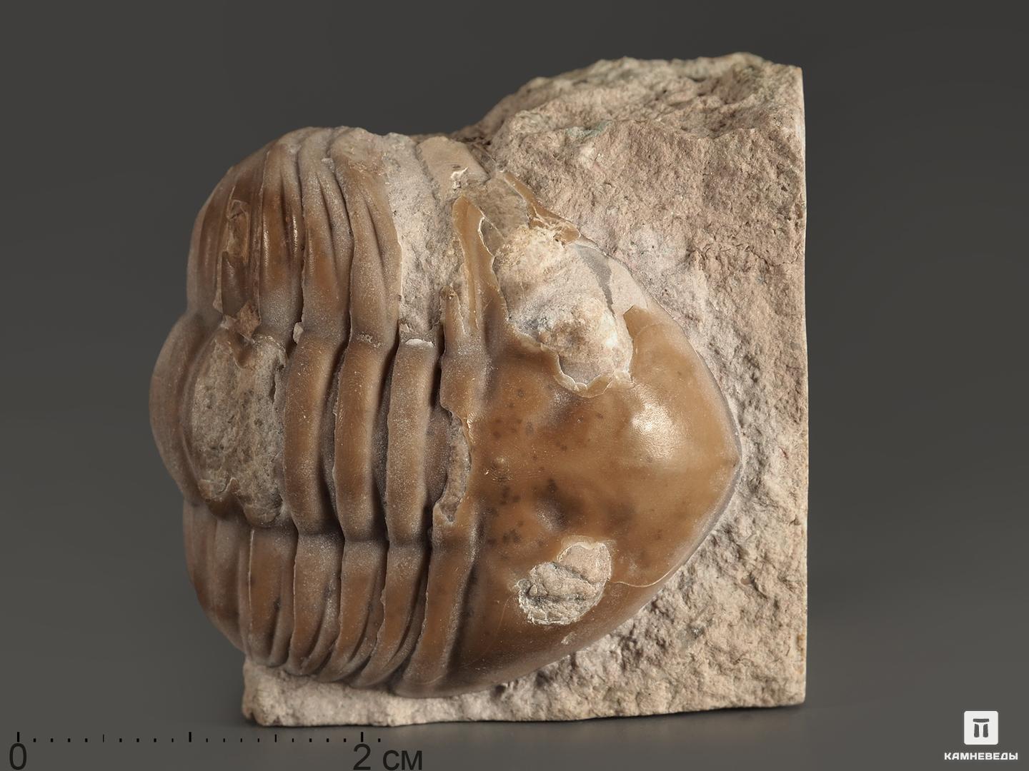 Трилобит Asaphus sp. на породе, 4х3,7х3,5 см, 5363, фото 1