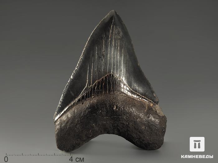 Зуб акулы Carcharocles megalodon, 9,1х6,9х1,6 см, 9929, фото 1