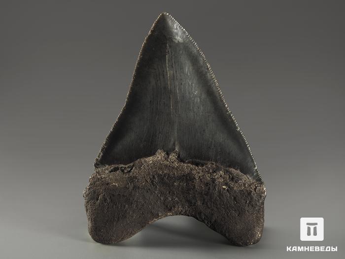 Зуб акулы Carcharocles megalodon, 9,1х6,9х1,6 см, 9929, фото 2