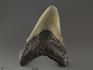 Зуб акулы Carcharocles megalodon, 9,5х6,6х1,5 см, 8-22/14, фото 1