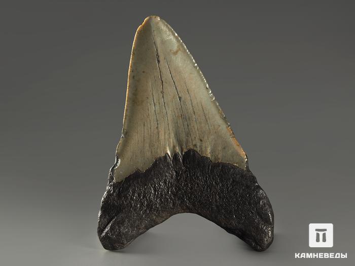 Зуб акулы Carcharocles megalodon, 9,5х6,6х1,5 см, 8-22/14, фото 2
