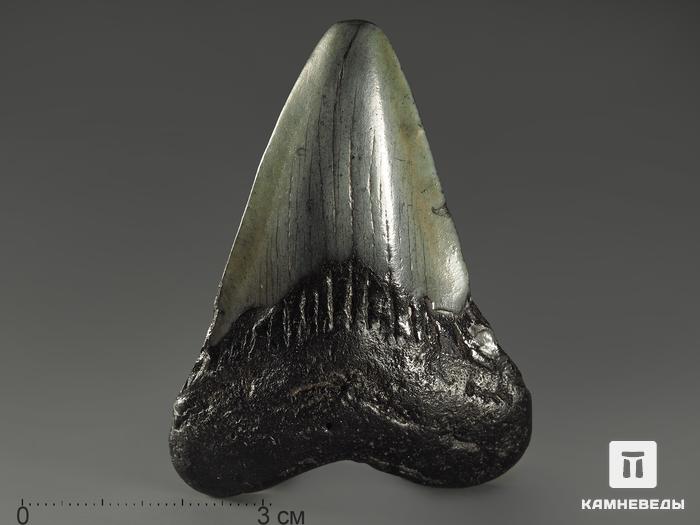 Зуб акулы Carcharocles megalodon, 6,1х4,5х1,1 см, 9938, фото 1