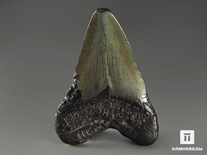 Зуб акулы Carcharocles megalodon, 6,1х4,5х1,1 см, 9938, фото 2