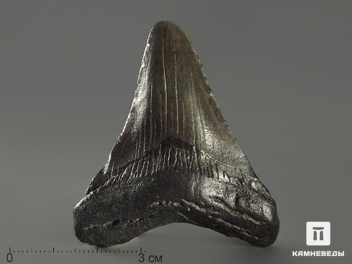 Зуб акулы Carcharocles megalodon, 5,1х4,1х11 см, 8-22/18, фото 1