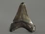 Зуб акулы Carcharocles megalodon, 5,1х4,1х11 см, 8-22/18, фото 2