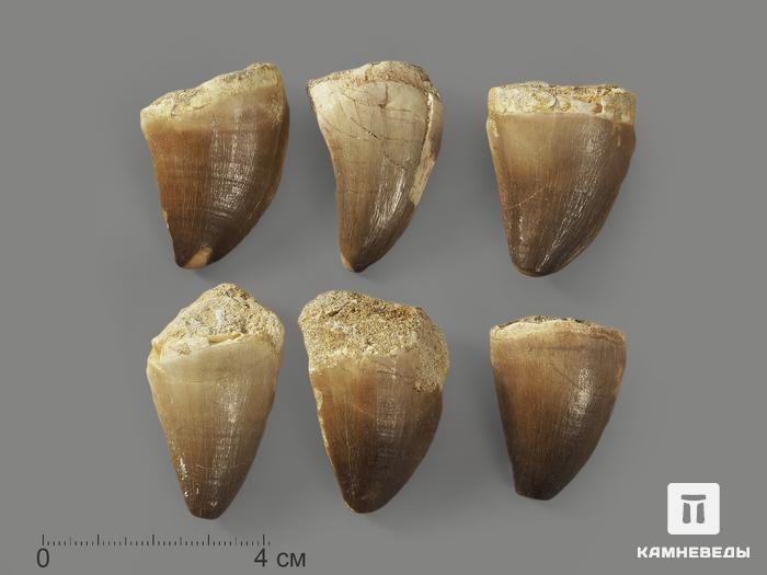 Зуб мозазавра окаменелый (Mosasaurus anceps), 3,5-4 см, 8-6, фото 2