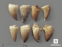 Зуб мозазавра окаменелый (Mosasaurus anceps), 2-2,5 см
