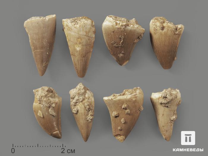 Зуб мозазавра окаменелый (Mosasaurus anceps), 2-3 см, 8-6/12, фото 1