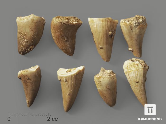 Зуб мозазавра окаменелый (Mosasaurus anceps), 1,5-2 см, 9948, фото 1