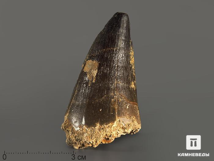 Зуб мозазавра окаменелый (Mosasaurus anceps), 6,1х3,5х2,7 см, 4698, фото 1