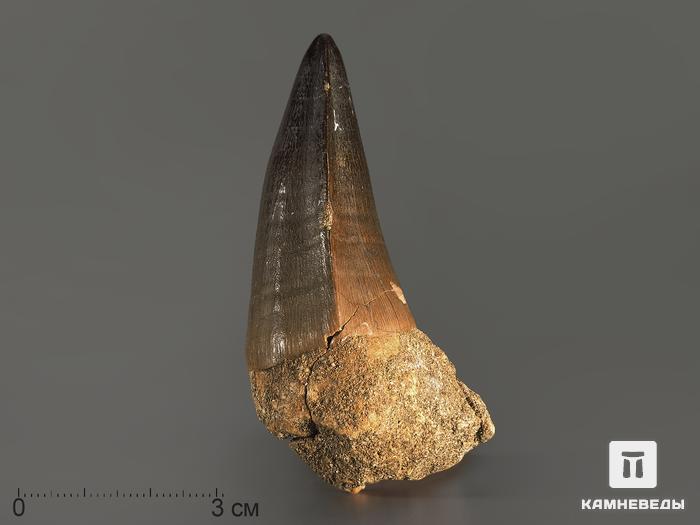 Зуб мозазавра окаменелый (Mosasaurus anceps), 7х3,5х3,2 см, 4699, фото 1