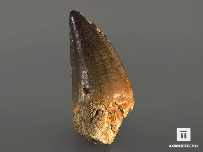 Зуб мозазавра окаменелый (Mosasaurus anceps), 7х3,5х3,2 см, 4699, фото 2