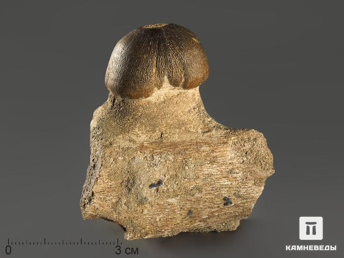 Зуб мозазавра окаменелый (Globidens aegyptiacus), 6х5,6х3,2 см, 9980, фото 1