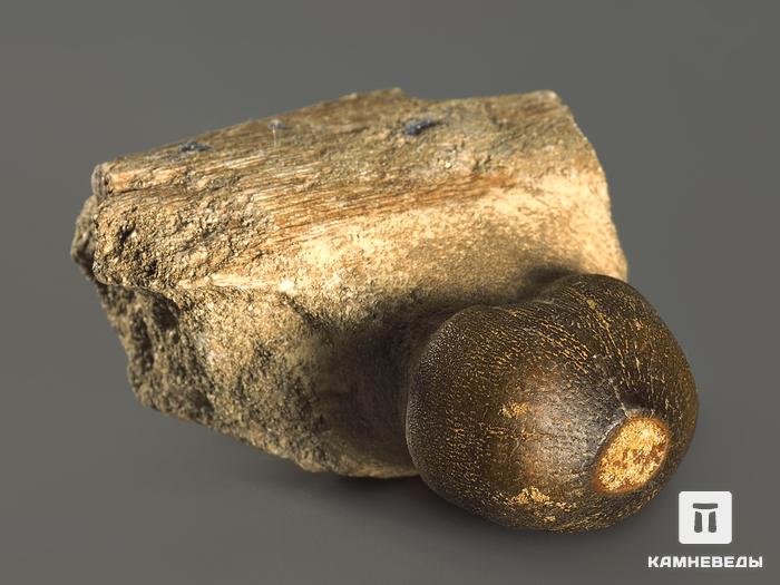 Зуб мозазавра окаменелый (Globidens aegyptiacus), 6х5,6х3,2 см, 9980, фото 3