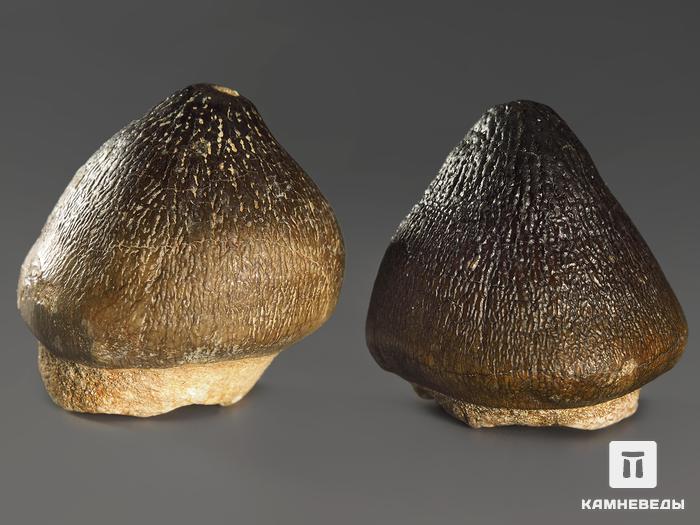 Зуб мозазавра окаменелый (Globidens aegyptiacus), 2,8х2,7х2,6 см, 10007, фото 2