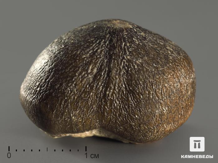 Зуб мозазавра окаменелый (Globidens aegyptiacus), 2-2,5 см, 10008, фото 2