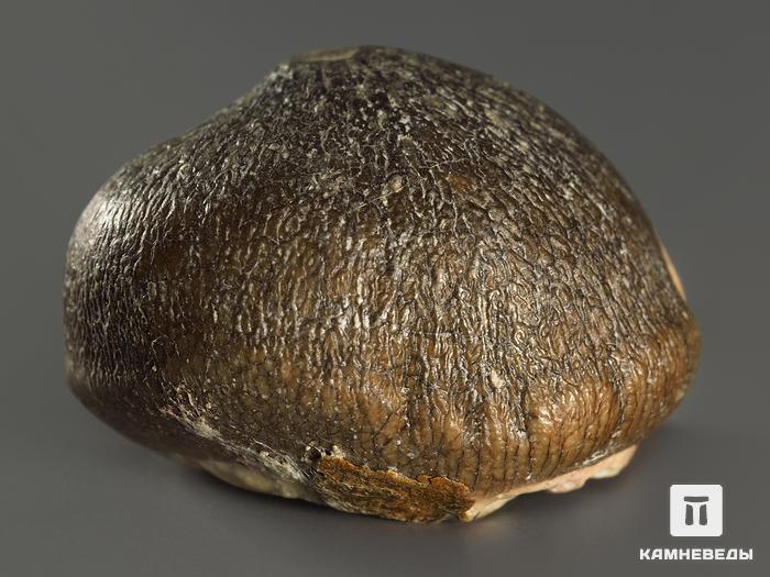 Зуб мозазавра окаменелый (Globidens aegyptiacus), 2-2,5 см, 10008, фото 3