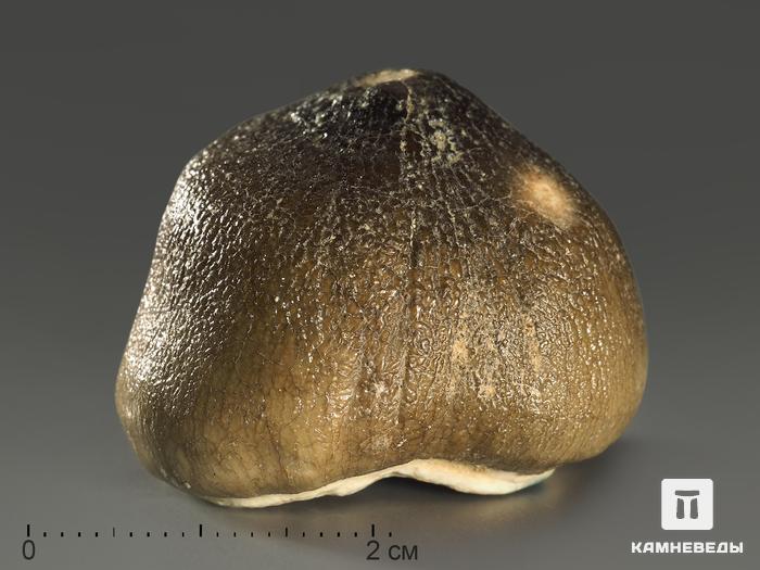 Зуб мозазавра окаменелый (Globidens aegyptiacus), 2,5-3 см, 8-6/13, фото 2