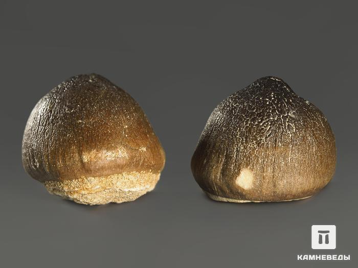 Зуб мозазавра окаменелый (Globidens aegyptiacus), 2,5-3 см, 8-6/13, фото 3