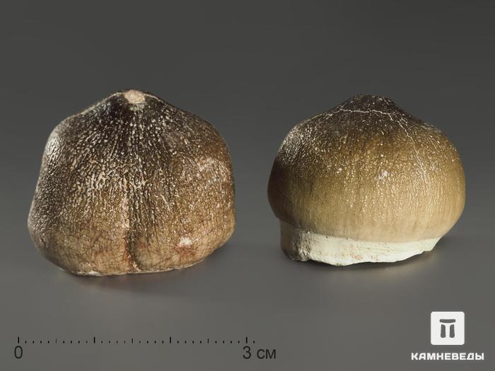 Зуб мозазавра окаменелый (Globidens aegyptiacus), 2,5-3 см, 8-6/13, фото 4