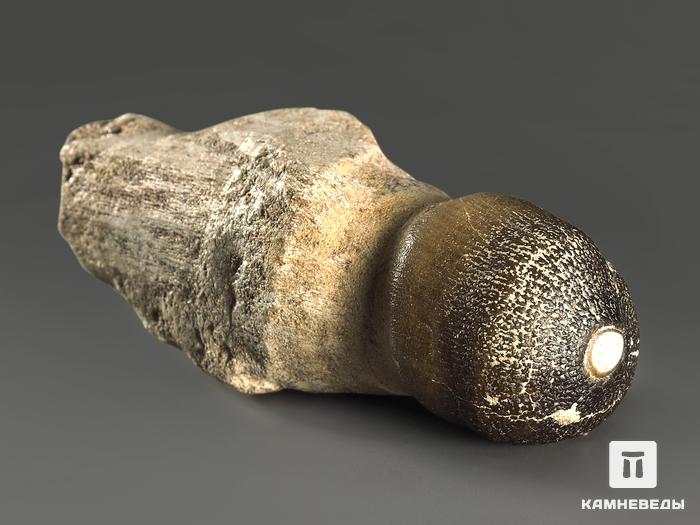 Зуб мозазавра окаменелый (Globidens aegyptiacus), 8,5х3,6х3,3 см, 9979, фото 3