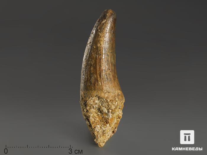 Зуб спинозавра, 6,5х2,1х2 см, 10006, фото 1