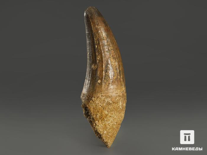 Зуб спинозавра, 6,5х2,1х2 см, 10006, фото 2