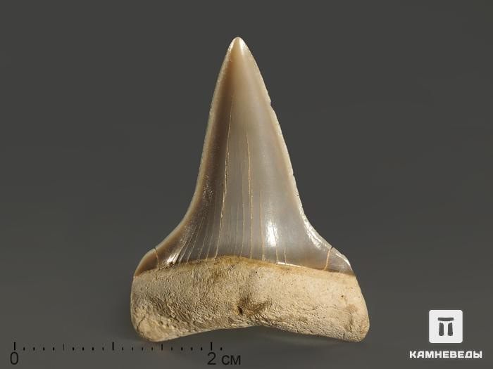Зуб акулы Isurus hastalis, 3,1х2,3 см, 10005, фото 1