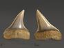 Зуб акулы Isurus hastalis, 3,1х2,3 см, 10005, фото 2