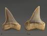 Зуб акулы Isurus hastalis, 3,1х2,3 см, 10005, фото 3