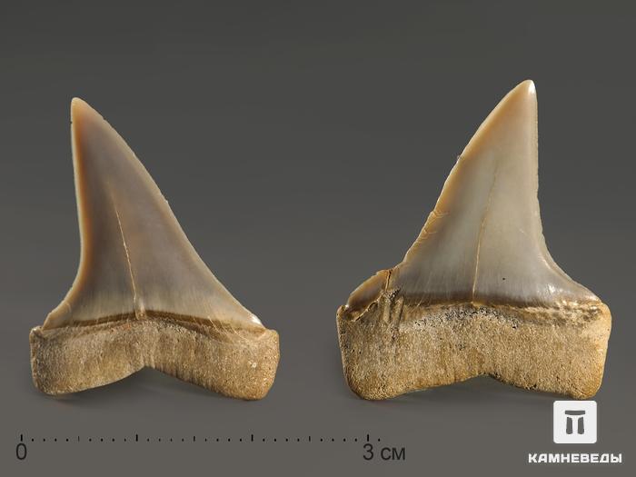 Зуб акулы Isurus hastalis, 3,1х2,3 см, 10005, фото 3